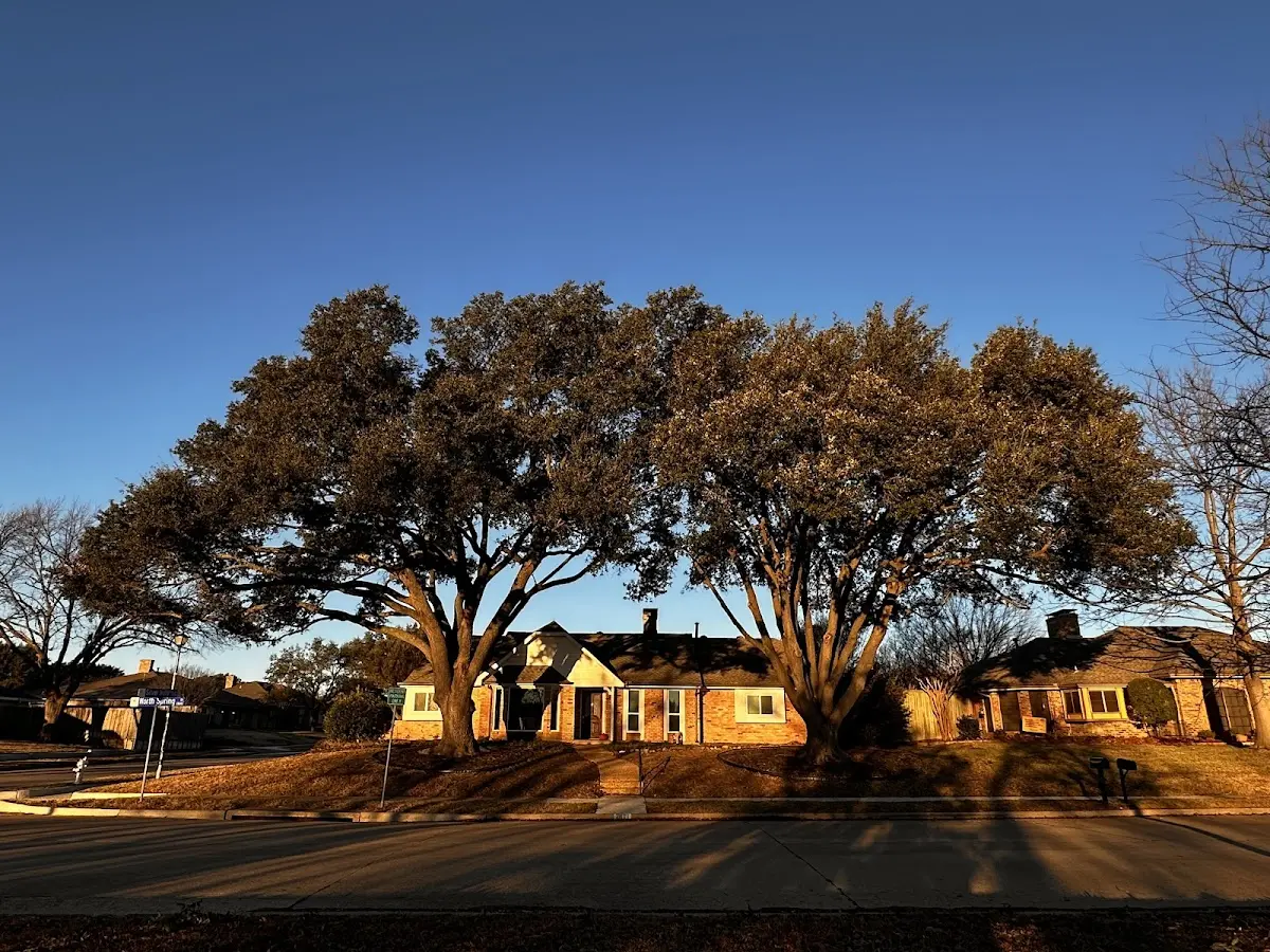 Established residential canopy tree shading a home in Port Carbon